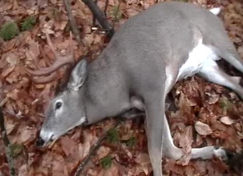 2008_Deer2.JPG