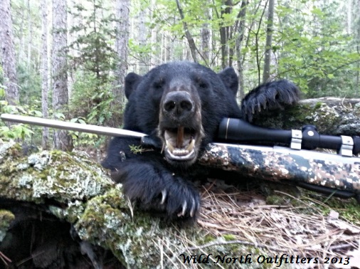 Black_bear_hunt_2013.jpg