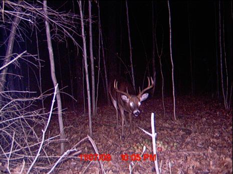Buck6.JPG